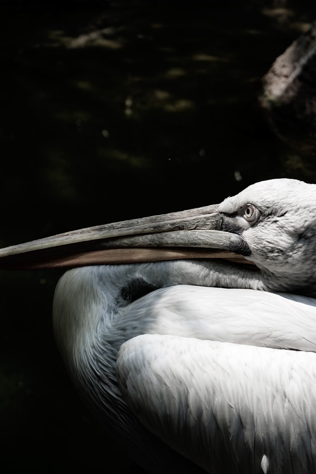 lizuhlphotosmypixiesetcom