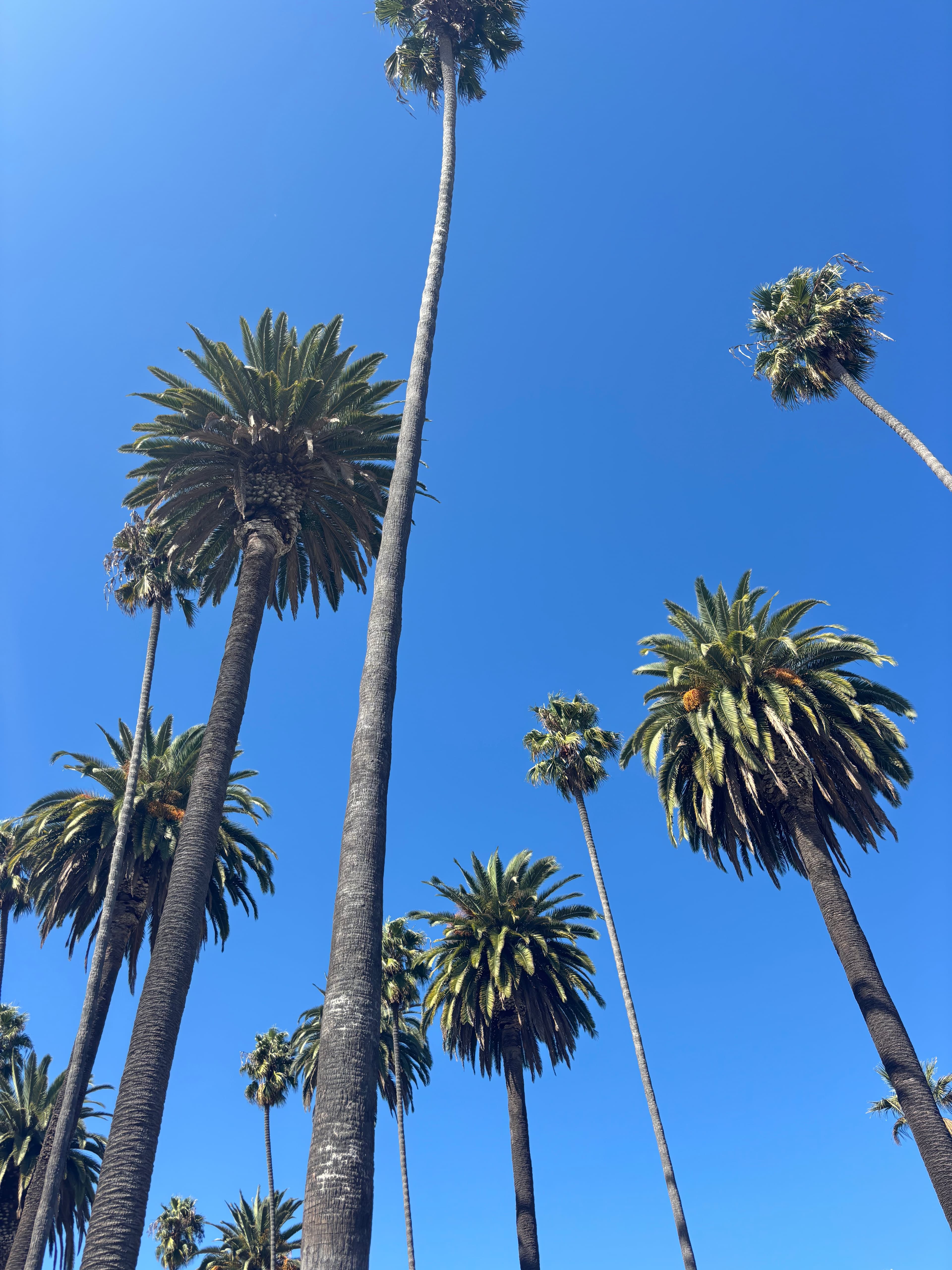 TikTok - Make Your Day