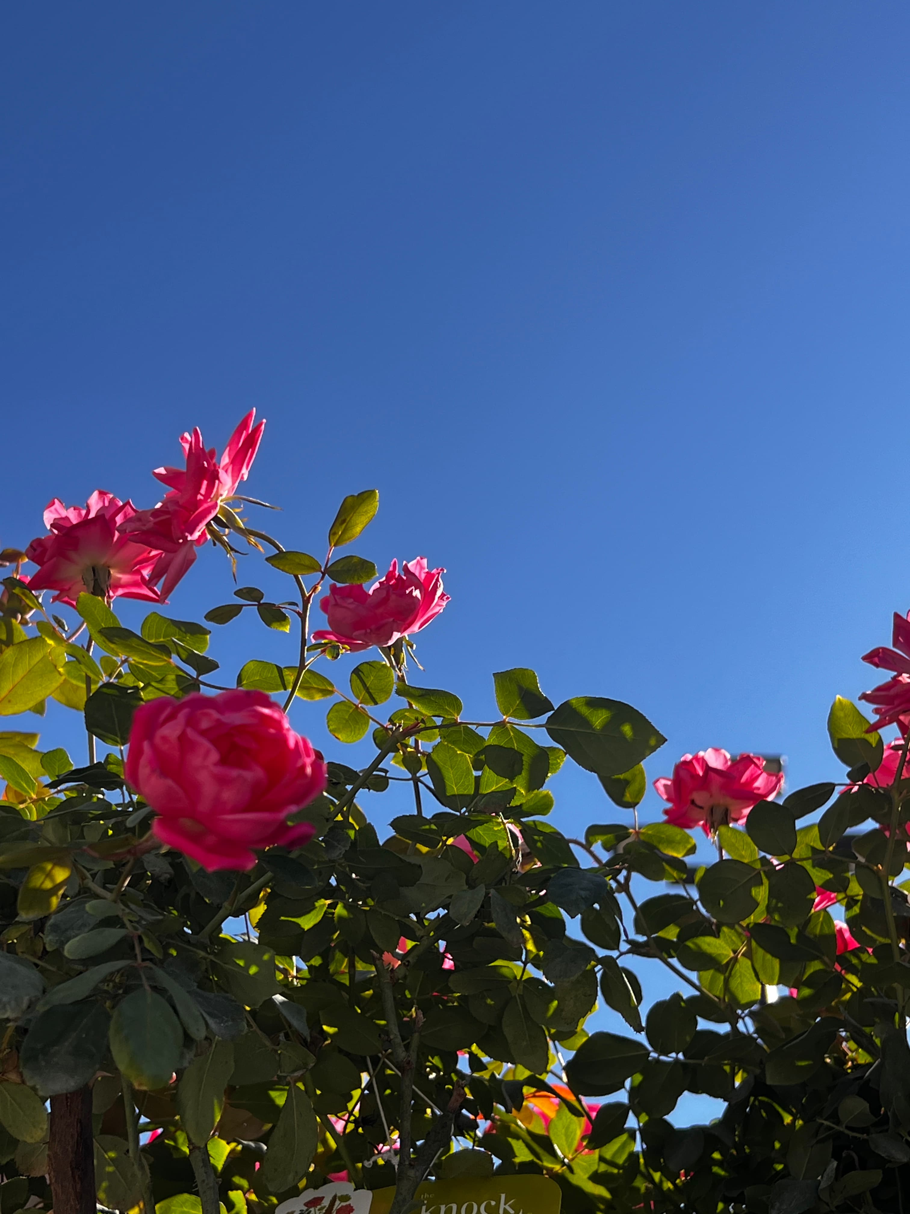 portfolioshmycanvasiteserin-portfolio