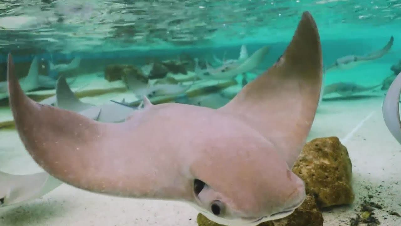 TikTok - Make Your Day