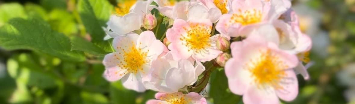 Apis Apotheca background