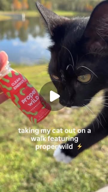 nephele on Instagram only something like properwild could give me the determination to walk my cat mandysmillion
fyp properwild reels foryou