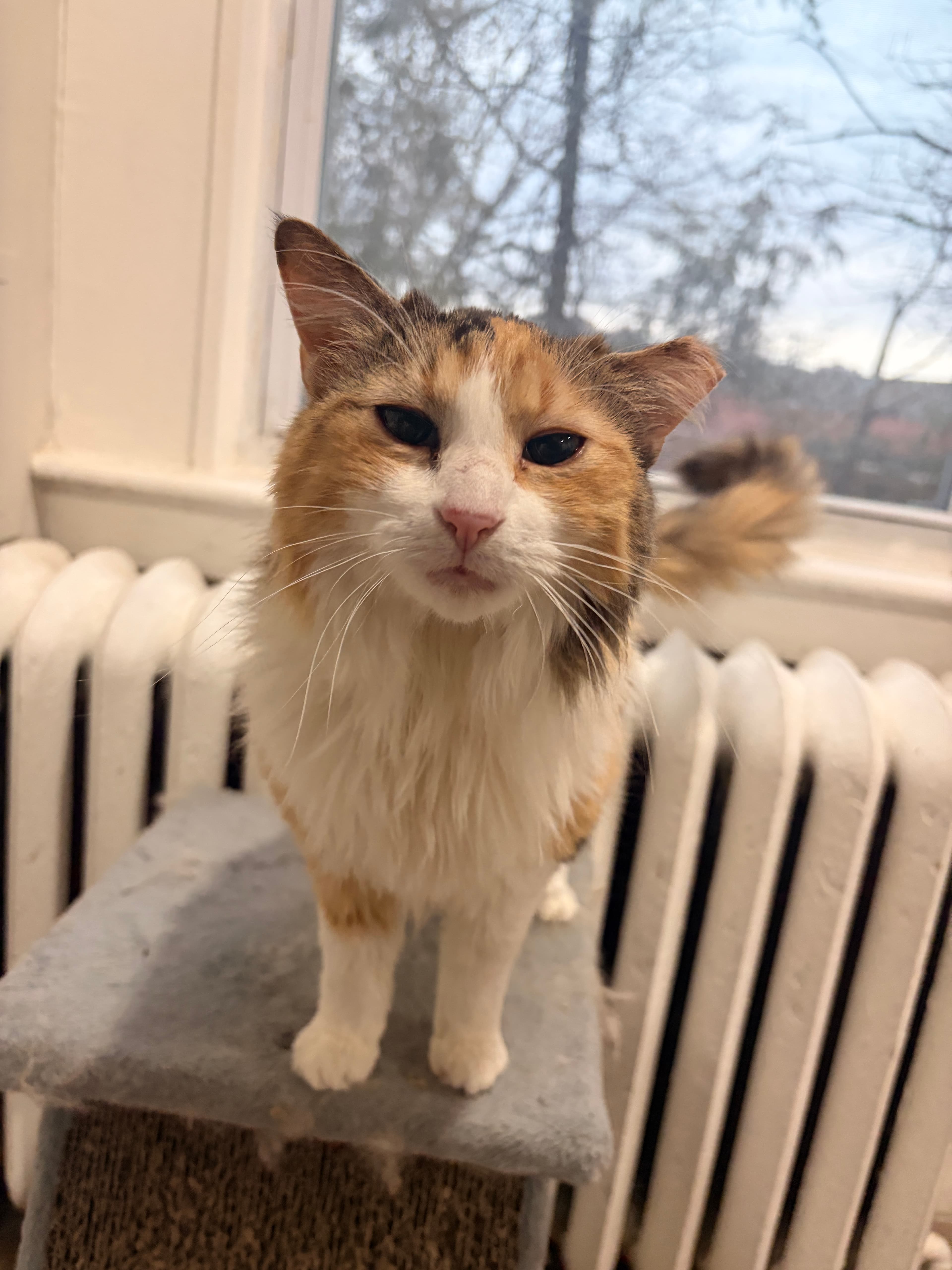 Link to my Indeed courtesy of Banana