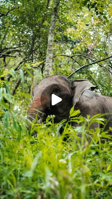 Seek Sophie Collaboration - JustWaddo