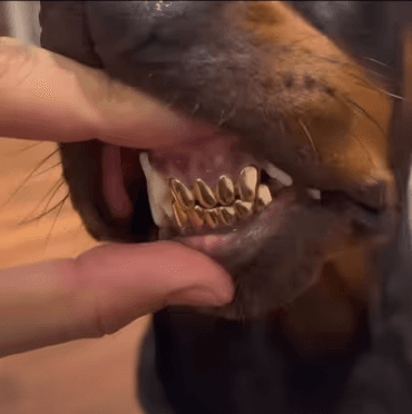 TikTok – “Old Money” Aesthetic Photo & Video Edit