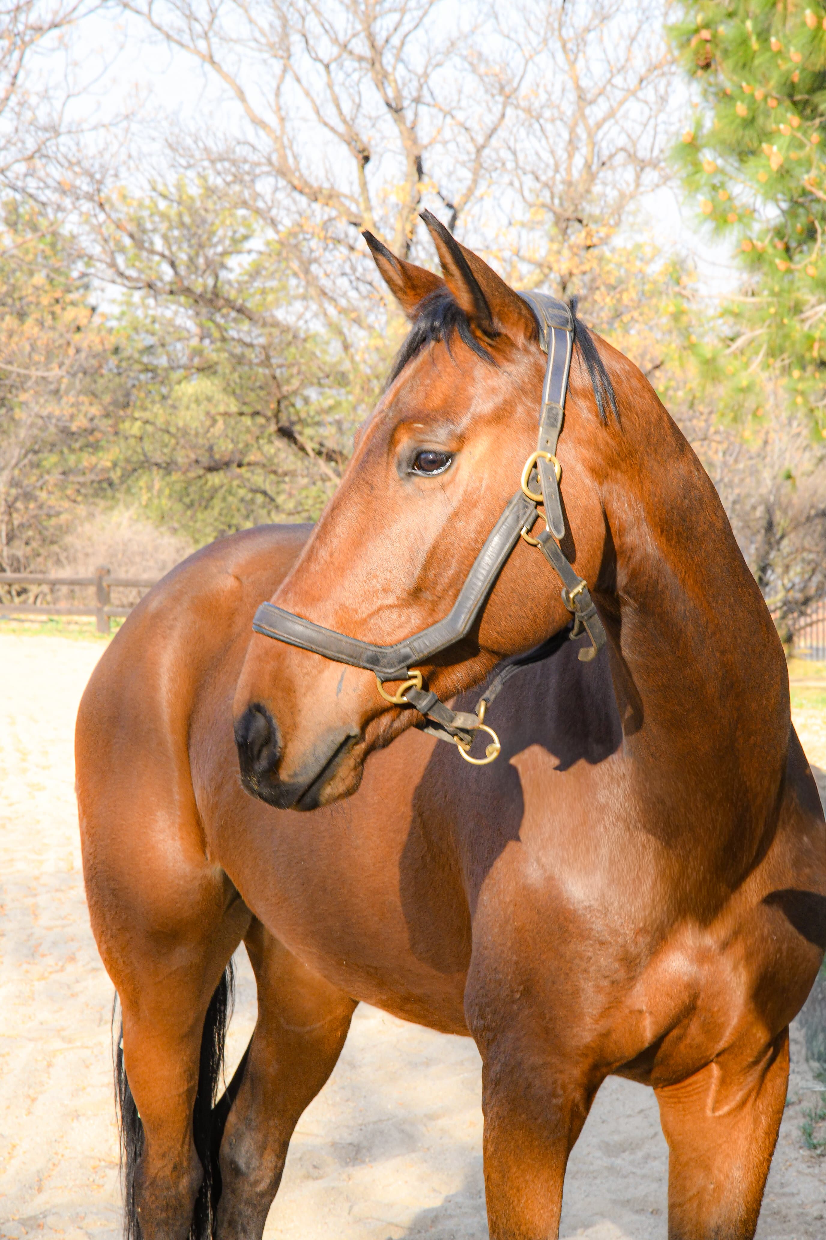 falcon-photographymailchimpsitescomfbclidPAdGRleAMc8dJleHRuA2FlbQIxMQABpc-DEyGmKQZzmZMJGl5Ka9ijI8wyIDiPX0ZtoPulAeodVXBuejQZW1kiiaemZdiohW8NrrI9-NXysGt6ig