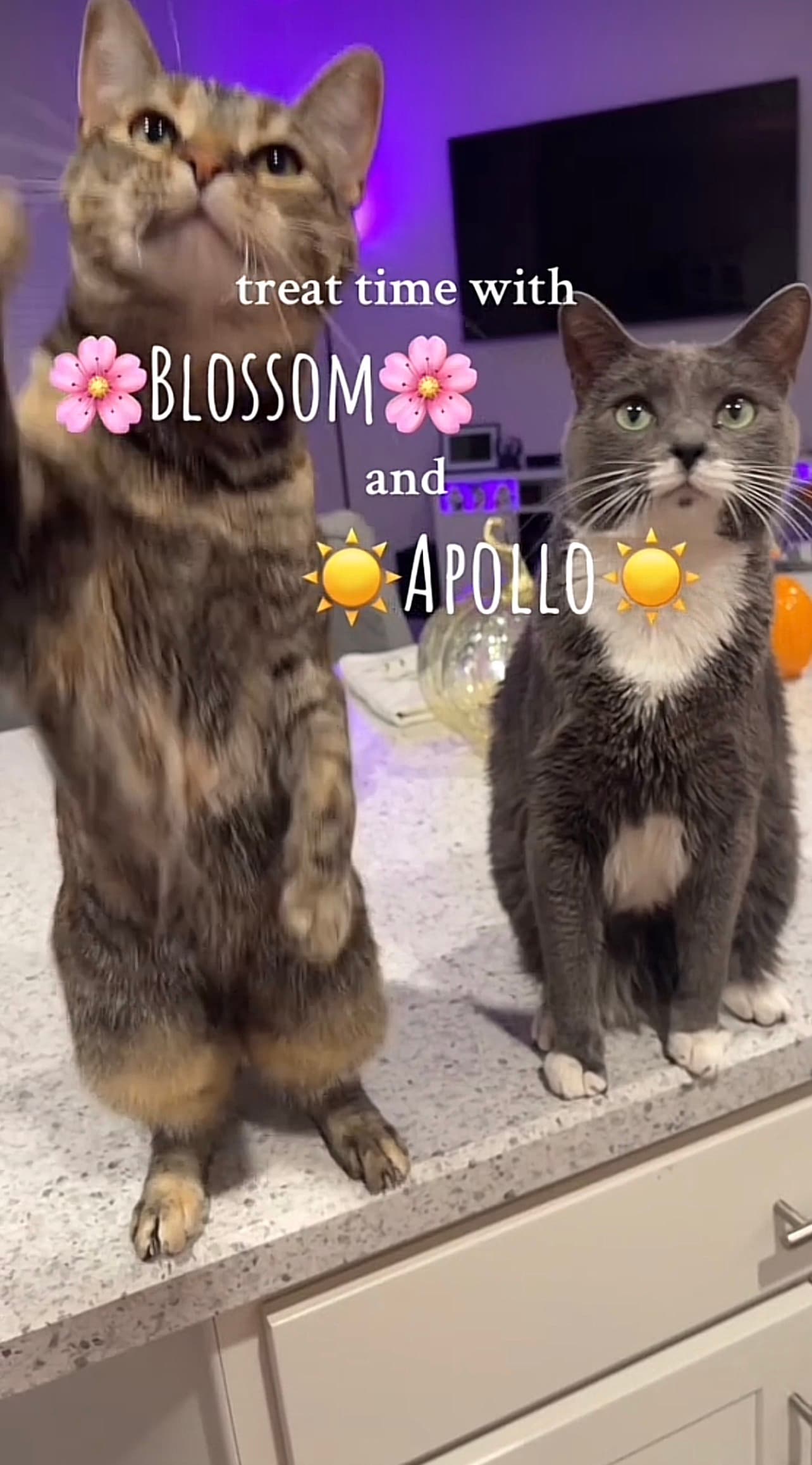 Treat Time with Blossom and Apollo
