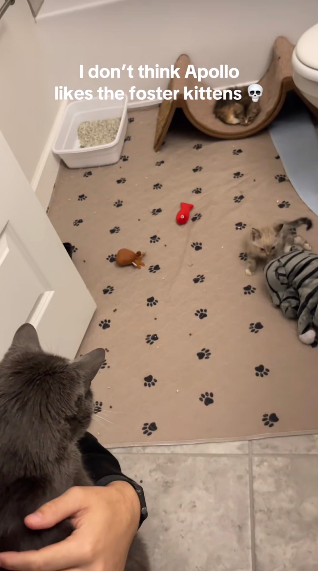 Meeting the Foster Kittens